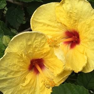 Meet your Posher, Ann